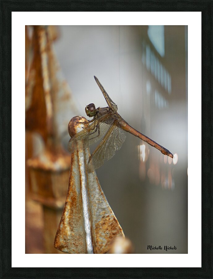 Rusty the Dragonfly Picture Frame print