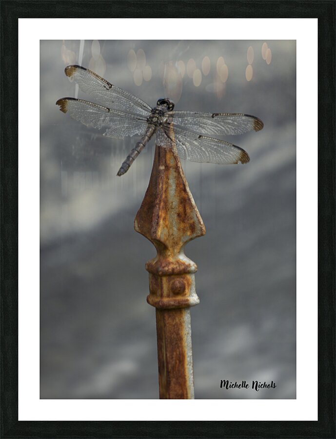 Azul the Dragonfly Picture Frame print