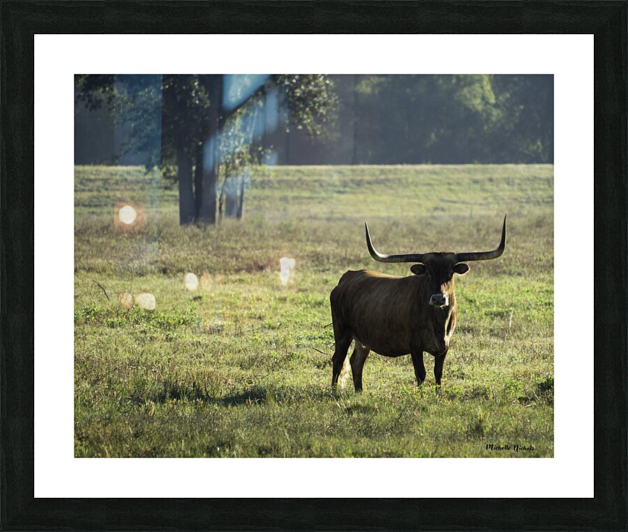 Long Horns Picture Frame print
