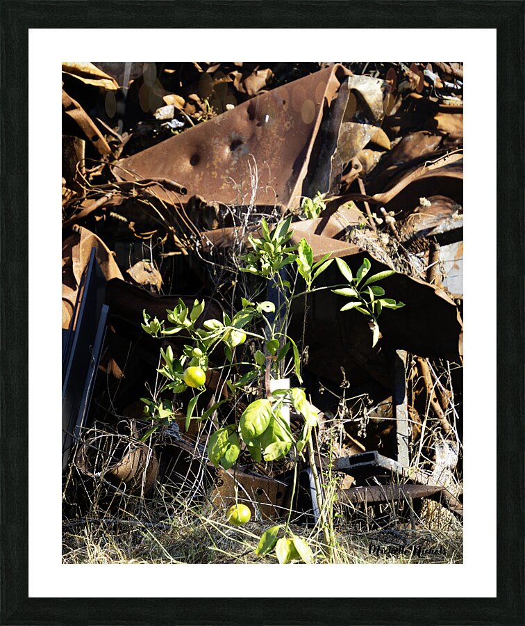 Junkyard Lemon Tree Picture Frame print