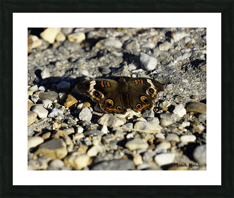 Wings of Autumn Picture Frame print