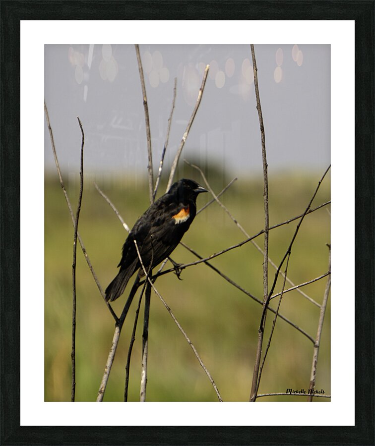 Red winged Blackbird Picture Frame print