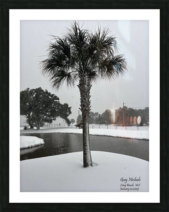 Guy s Snowy Palm Tree Picture Frame print