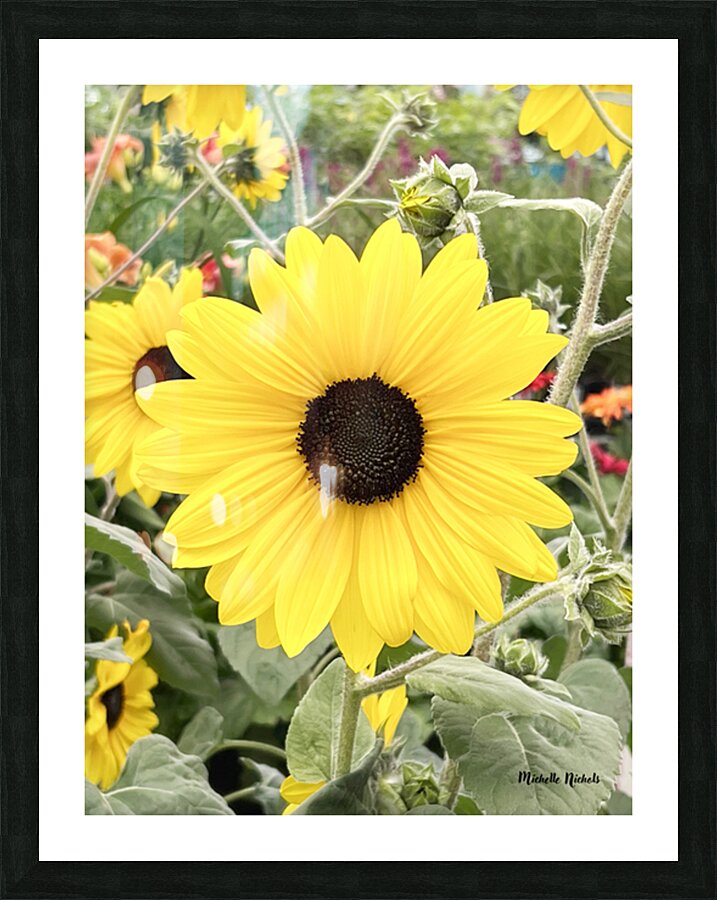 Sissy s Sunflower Picture Frame print