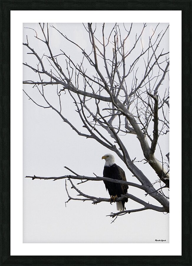 Eagle 5 Picture Frame print