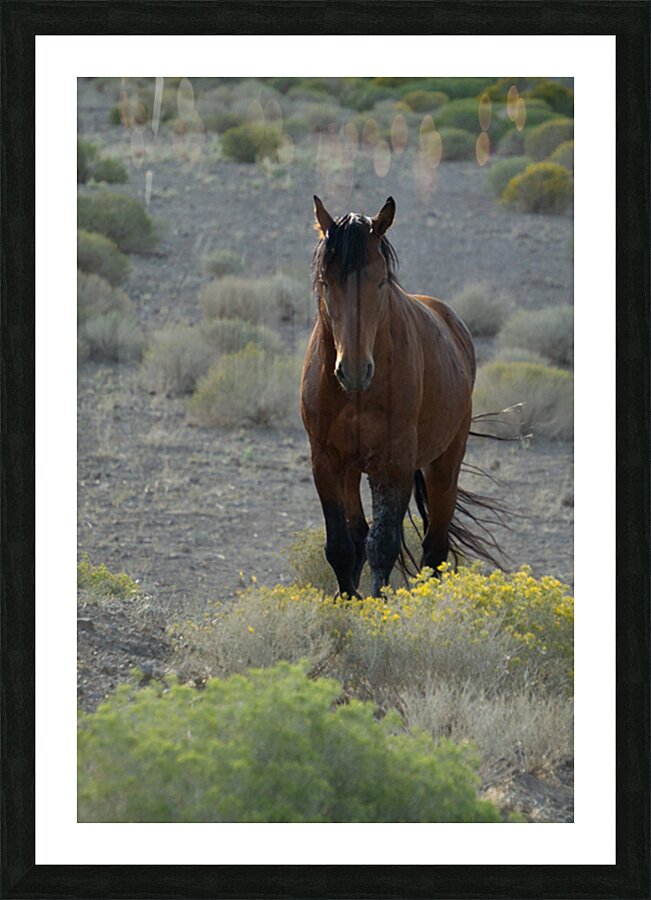 Wild Brown Horse Picture Frame print