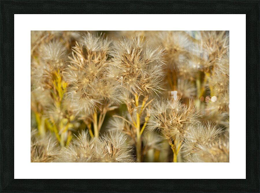 Seed Head Whisps Picture Frame print