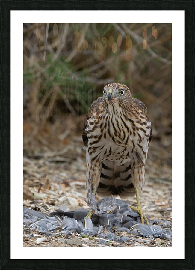 Hawky Picture Frame print