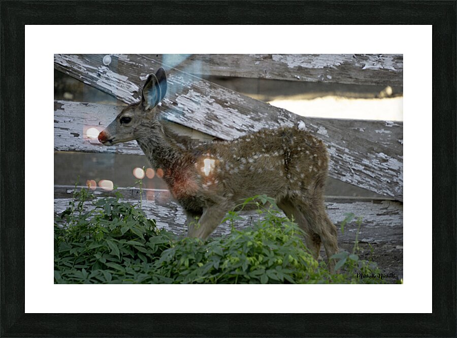 Baby Deer Picture Frame print