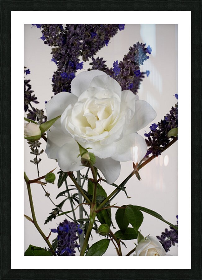White Rose and Anise Hyssop Picture Frame print