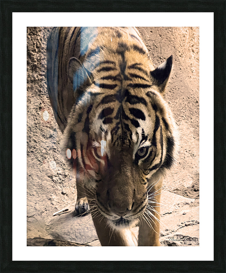 Tiger Picture Frame print