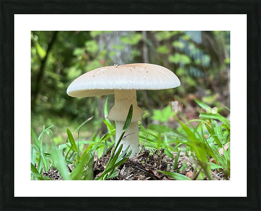 The Mushroom Picture Frame print