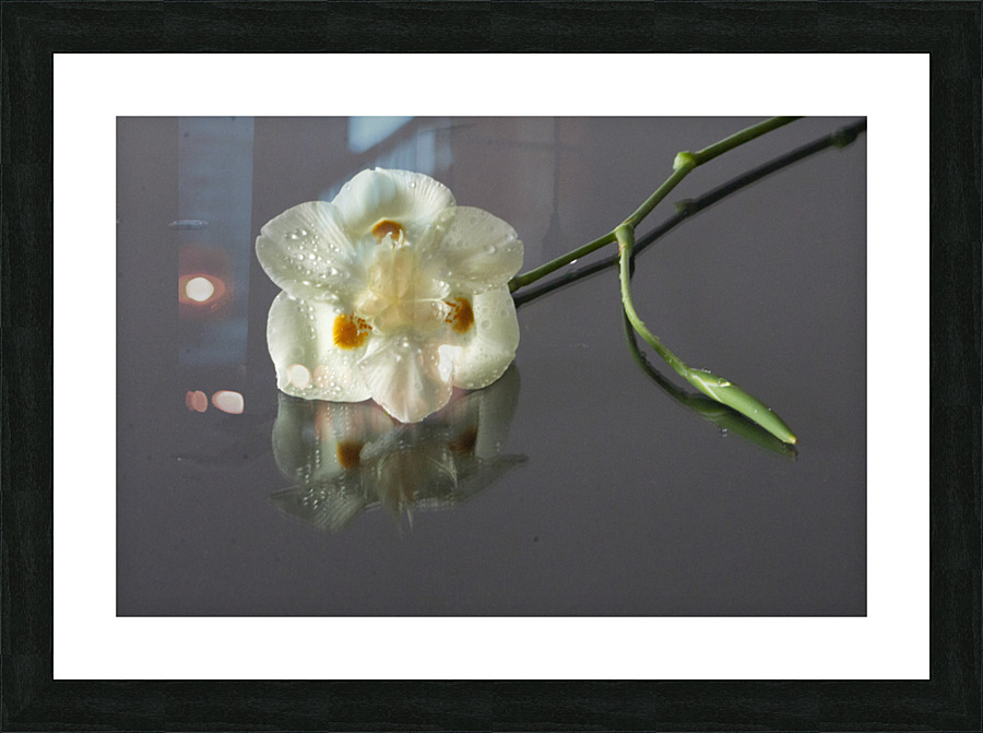 African Iris Picture Frame print