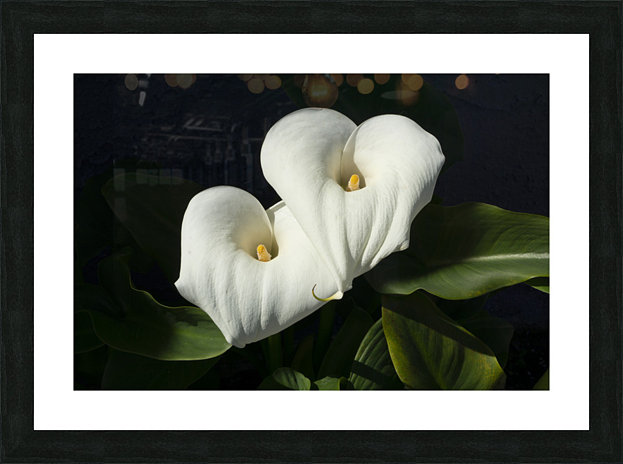 Calla Lilly Picture Frame print