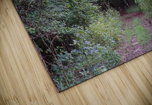 Forest Path Michelle Nichols puzzle