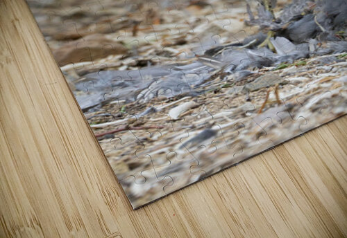 Hawk Michelle Nichols puzzle