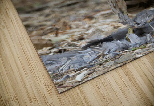 Hawky Michelle Nichols puzzle