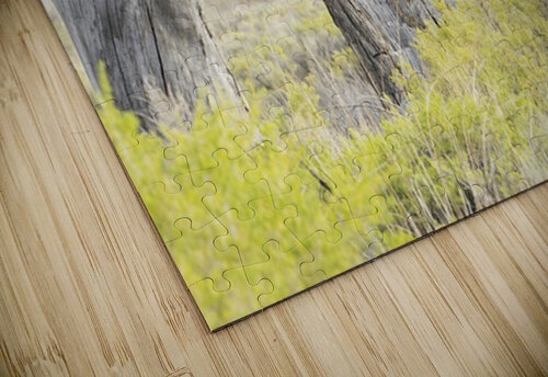 Tree Hole Michelle Nichols puzzle