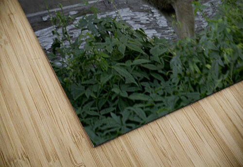 Baby Deer Michelle Nichols puzzle