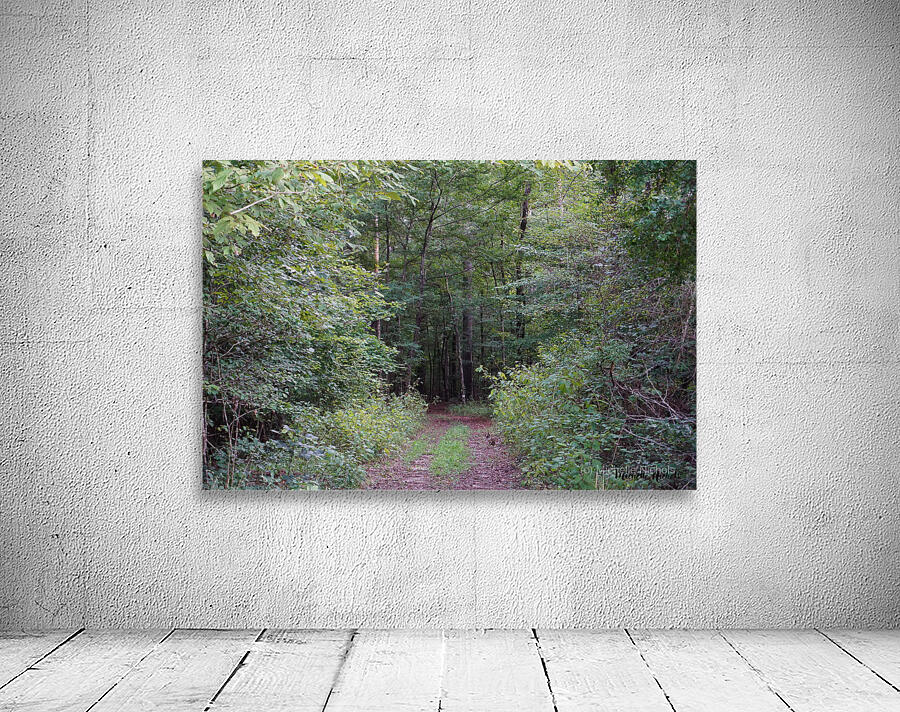 Forest Path Wall Preview