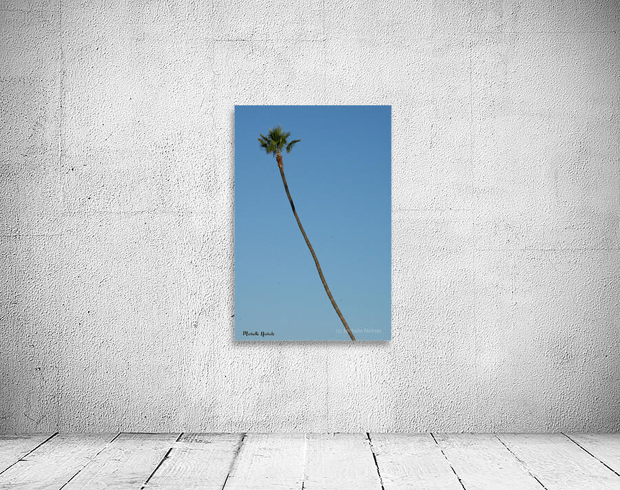 Just One Palm Tree Wall Preview