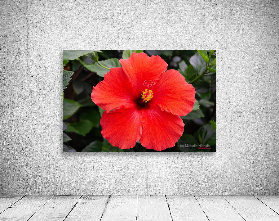 Red Hibiscus Wall Preview
