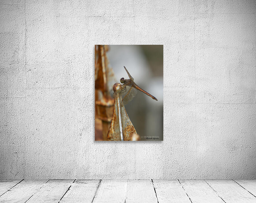 Rusty the Dragonfly Wall Preview