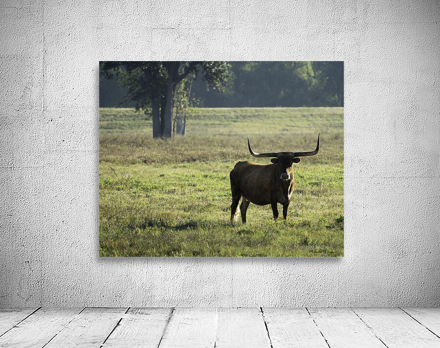 Long Horns Wall Preview