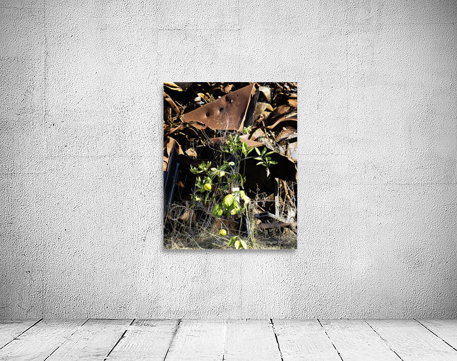 Junkyard Lemon Tree Wall Preview