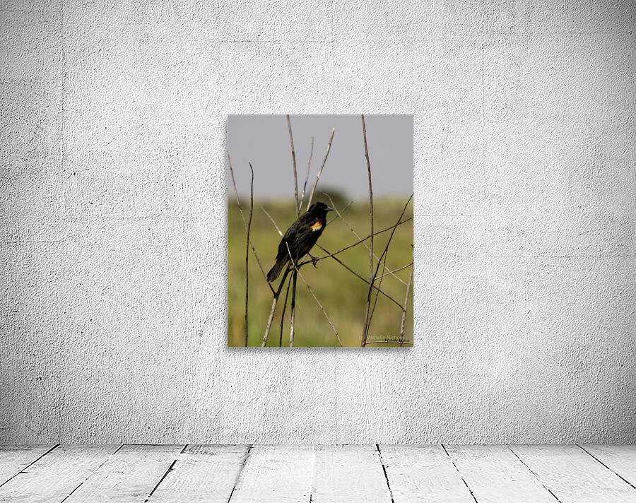 Red winged Blackbird Wall Preview