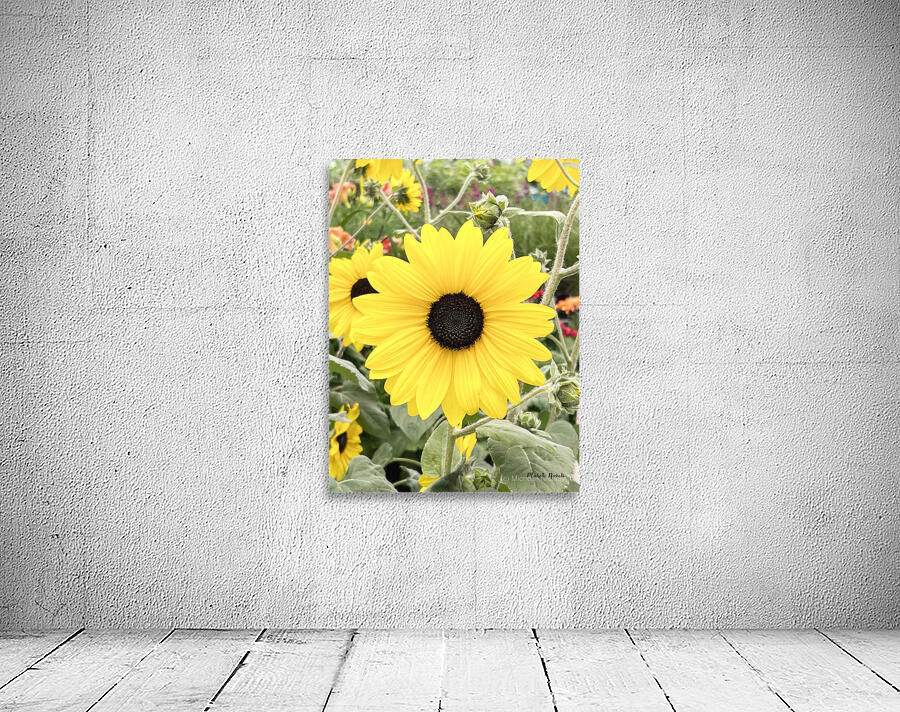 Sissy s Sunflower Wall Preview