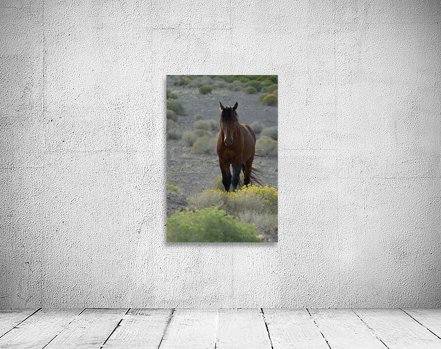 Wild Brown Horse Wall Preview