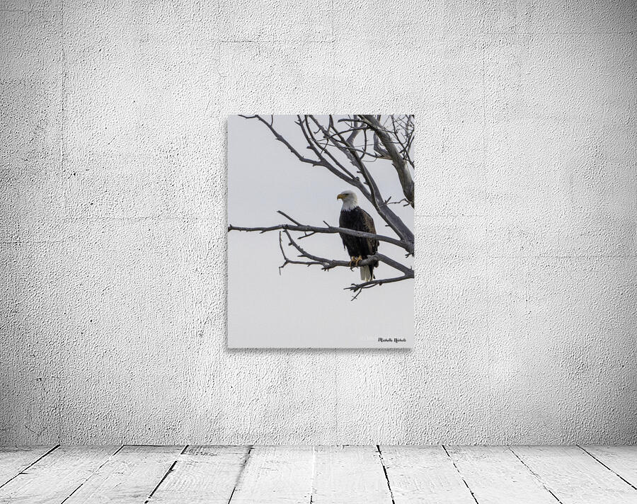 Eagle test Wall Preview