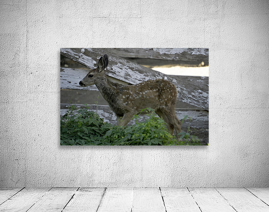 Baby Deer Wall Preview