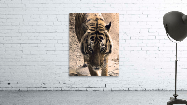 Tiger Wall Preview
