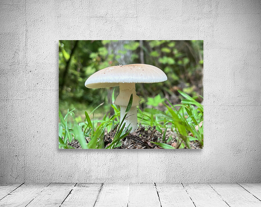 The Mushroom Wall Preview