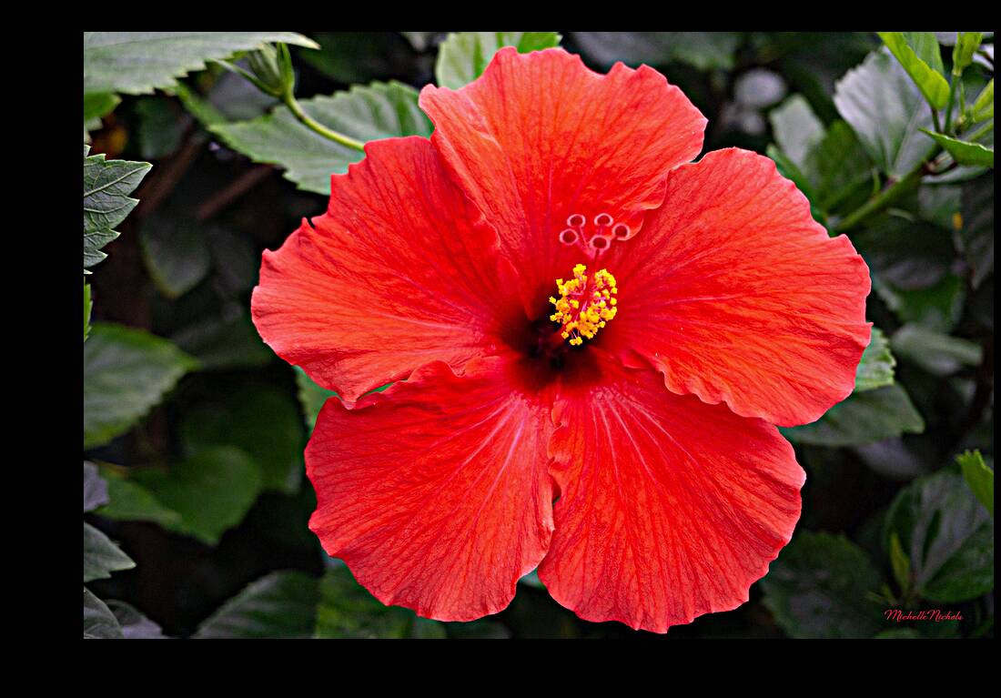 Red Hibiscus Reproduction
