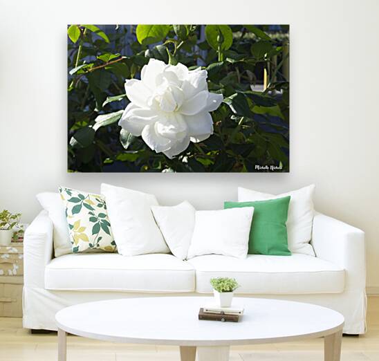 White Cam Reproduction