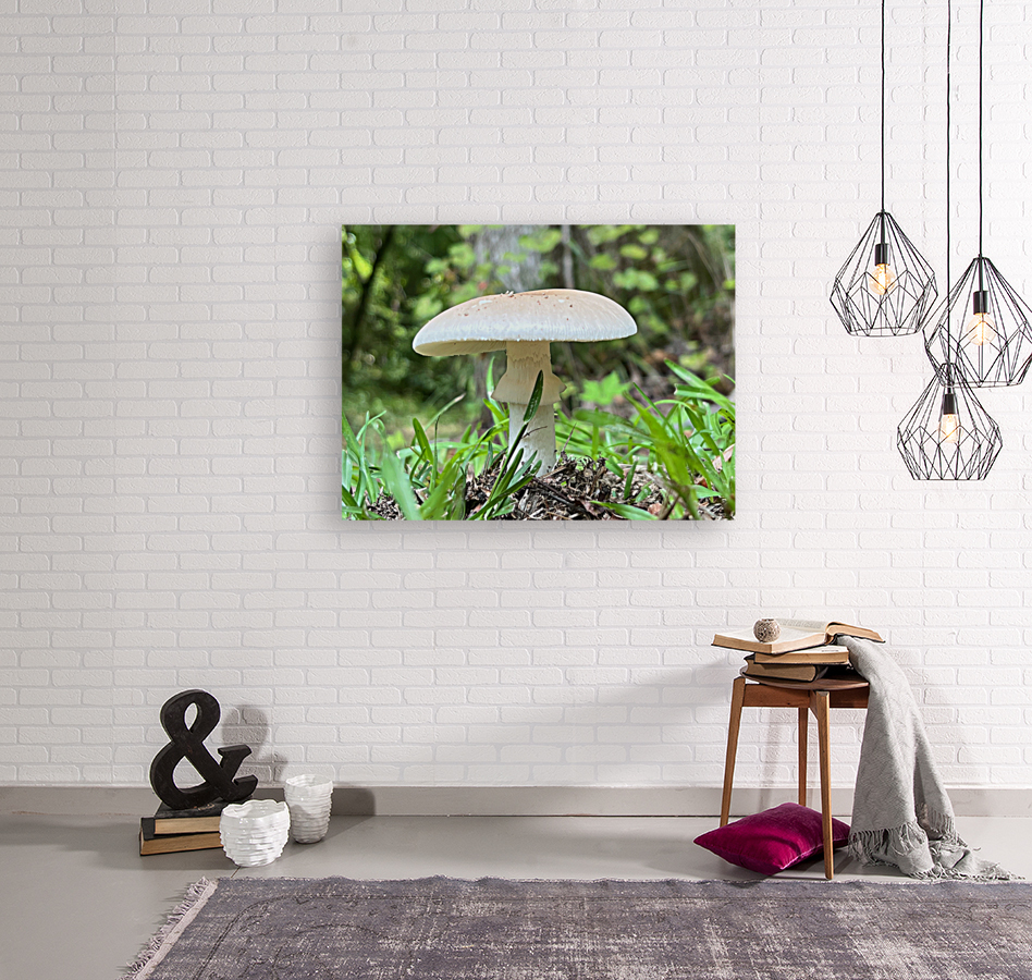 The Mushroom Reproduction