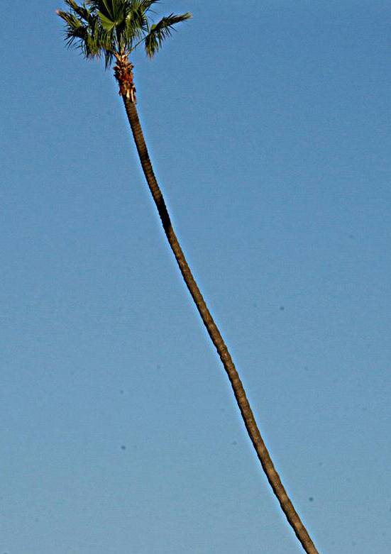 Just One Palm Tree by Michelle Nichols