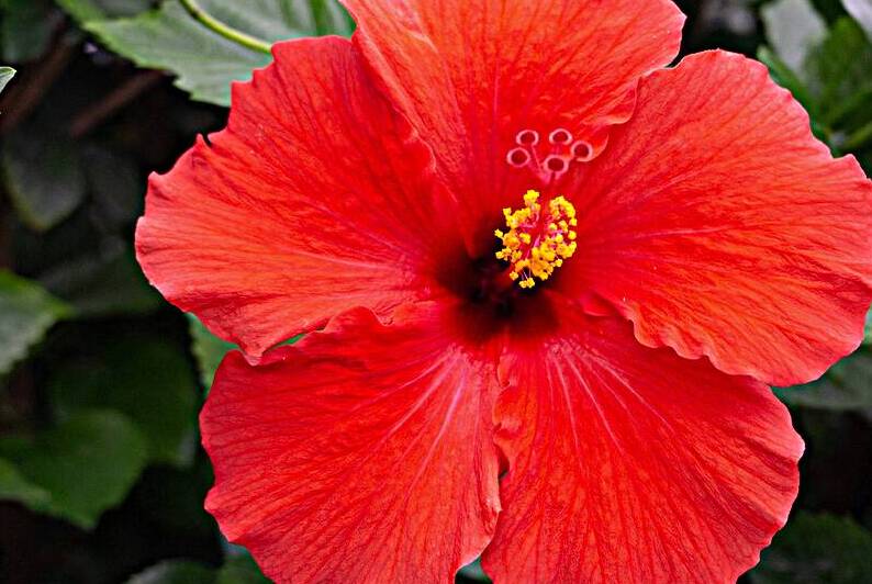 Red Hibiscus by Michelle Nichols