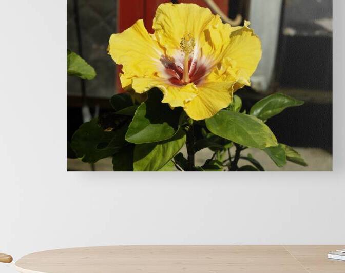 Junkyard Hibiscus by Michelle Nichols