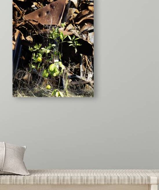 Junkyard Lemon Tree by Michelle Nichols