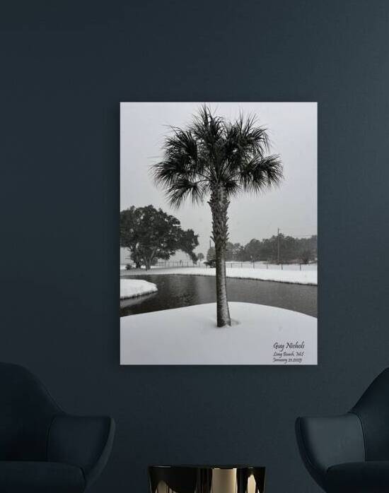 Guy s Snowy Palm Tree by Michelle Nichols