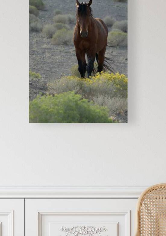 Wild Brown Horse by Michelle Nichols