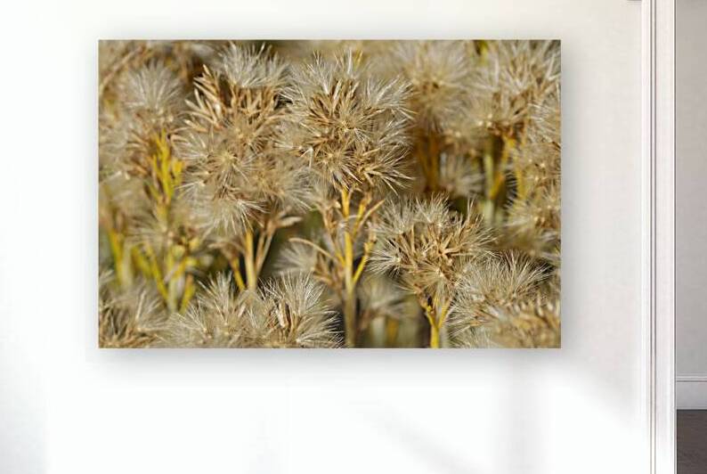 Seed Head Whisps by Michelle Nichols