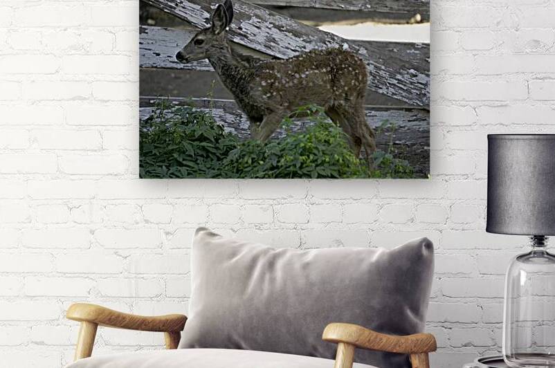 Baby Deer by Michelle Nichols