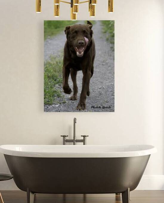 Shiner on the Run by Michelle Nichols