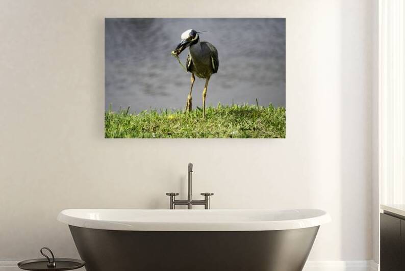 Heron s Little Snack by Michelle Nichols