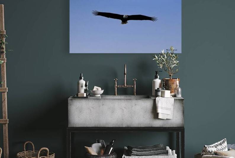 Soaring by Michelle Nichols